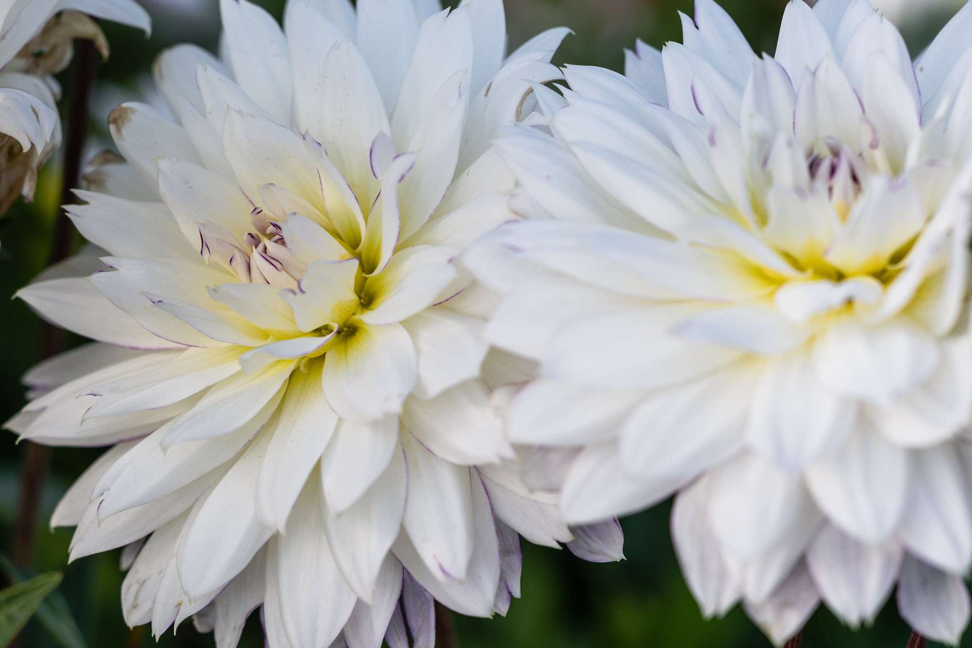 Dahlia 'Crazy Love'